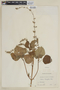 Salvia tiliifolia Vahl, ECUADOR, F