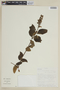 Salvia tortuosa Kunth, ECUADOR, F