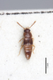 2819153 Pseudoplacusa rufiventris ST d IN