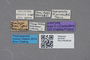 2819164 Atheta kaiseri ST labels IN
