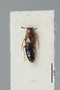 2819178 Polylobus fortepunctatus ST d IN