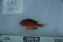 119108_Chromis_atripes_lat_T024_2_FZ