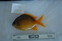 119107_Chromis_cf_analis_lat_T025_2_FZ