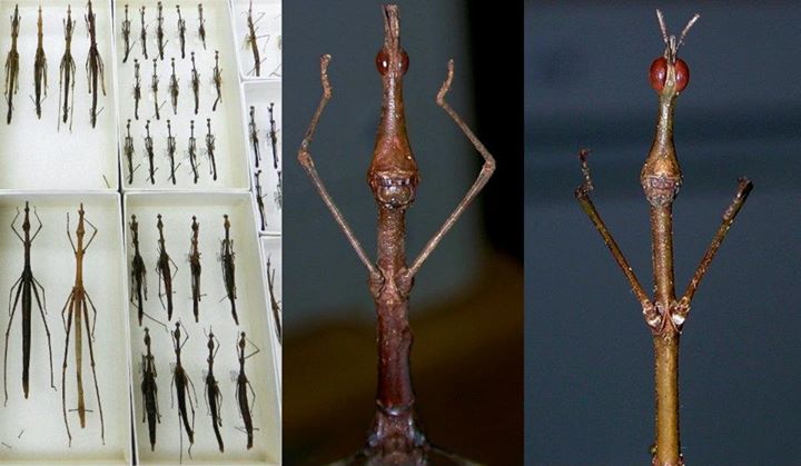 Insect of the Week Nov 3 2011