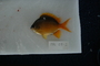 119107_Chromis_cf_analis_lat_T025_4_FZ