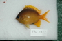 119107_Chromis_cf_analis_lat_T025_5_FZ