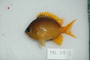 119107_Chromis_cf_analis_lat_T025_6_FZ