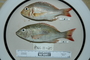 120530_Lethrinus_harak_lat_2_FZ