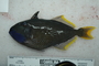 118800_Xanthichthys_auromarginatus_lat_T184_2_FZ