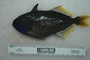 118800_Xanthichthys_auromarginatus_lat_T184_3_FZ