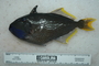 118800_Xanthichthys_auromarginatus_lat_T184_4_FZ