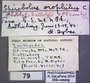 Spirobolus orophilus Type  labels