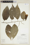 Acalypha diversifolia Jacq., BRAZIL, F