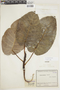 Ficus nymphaeifolia L., COLOMBIA, F