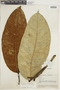 Ficus albert-smithii Standl., VENEZUELA, F