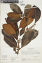Ficus americana subsp. americana, COLOMBIA, F