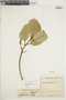 Ficus americana subsp. andicola (Standl.) C. C. Berg, COLOMBIA, F