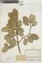 Ficus americana subsp. andicola (Standl.) C. C. Berg, COLOMBIA, F