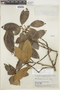 Ficus americana subsp. greiffiana (Dugand) C. C. Berg, BRAZIL, F