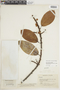 Ficus americana subsp. guianensis (Desv.) C. C. Berg, COLOMBIA, F