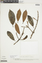 Ficus americana subsp. guianensis (Desv.) C. C. Berg, COLOMBIA, F