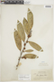 Ficus americana subsp. guianensis (Desv.) C. C. Berg, BRITISH GUIANA [Guyana], F
