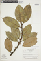 Ficus americana subsp. guianensis (Desv.) C. C. Berg, BRITISH GUIANA [Guyana], F