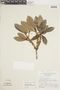 Ficus americana subsp. guianensis (Desv.) C. C. Berg, BRAZIL, F