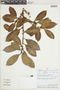 Ficus americana subsp. guianensis (Desv.) C. C. Berg, PERU, F