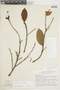 Ficus coerulescens (Rusby) Rossberg, PERU, F