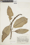 Ficus crassiuscula Warb. ex Standl., COLOMBIA, F
