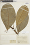 Ficus obtusifolia Kunth, COLOMBIA, F