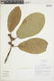 Ficus obtusifolia Kunth, BOLIVIA, F