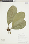 Ficus obtusifolia Kunth, BOLIVIA, F