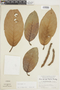 Ficus trigona L. f., PERU, F
