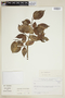 Ficus velutina Humb. & Bonpl. ex Willd., COLOMBIA, F