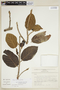 Ficus velutina Humb. & Bonpl. ex Willd., PERU, F
