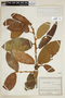 Ficus velutina Humb. & Bonpl. ex Willd., COLOMBIA, F