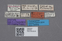 2819192 Calodera grandipennis ST labels IN