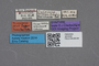 2819193 Calodera minima ST labels IN
