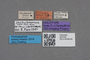 2819195 Leptusa helmsi HT labels IN