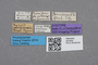 2819205 Zyras rambouseki ST labels IN
