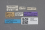 2819208 Zyras minimus HT labels IN