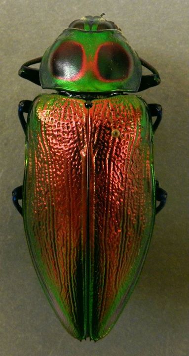 Insect of the Week Dec 22 2011