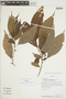 Acalypha diversifolia Jacq., BOLIVIA, F