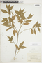 Acalypha diversifolia Jacq., BOLIVIA, F