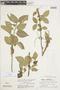 Acalypha padifolia Kunth, PERU, F