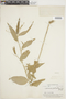 Caperonia palustris (L.) A. St.-Hil., BRITISH GUIANA [Guyana], F