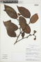 Chaetocarpus myrsinites Baill., ECUADOR, F
