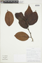 Chaetocarpus stipularis Gleason, ECUADOR, F